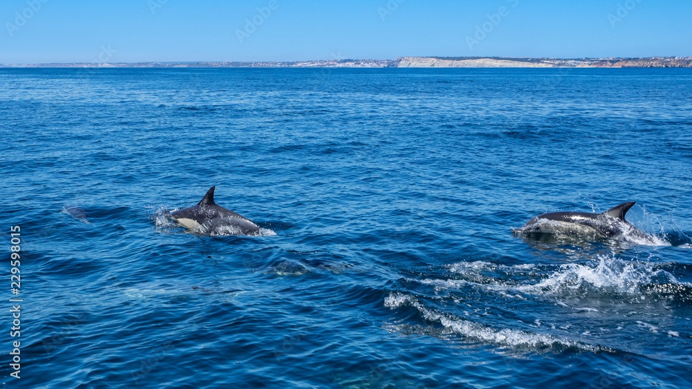 Fototapeta premium Dolphin