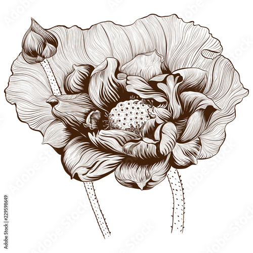 Vector illustration.Lotus flowers and buds on a white background. Perfumery and cosmetic plants.Wallpaper.Decorative composition. Use printed materials, signs, posters, postcards, packaging. 