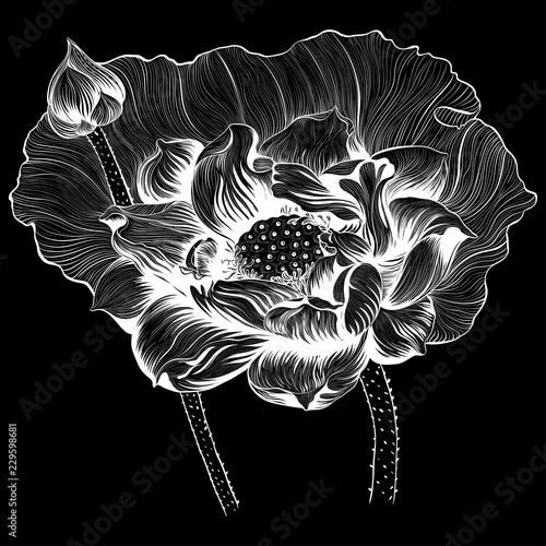 Vector illustration.Lotus flowers and buds on a dark background. Perfumery and cosmetic plants.Wallpaper.Decorative composition. Use printed materials, signs, posters, postcards, packaging. 