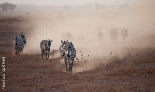 Tableau sur toile Dusty stampede of zebra and wildebeest in Africa at duskk