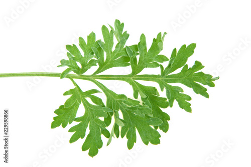 wormwood branch isolated on white background