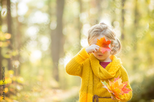 Beautiful 5 years old blonde girl hides her face behind a maple leaf on a background of autumn sunny forest.Autumn  season  childhood and people concept. Cute kid  toddler with autumnnal leaves.Copy
