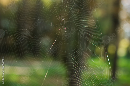 animal object nature concept of soft focus spider web on park outdoor forest environment unfocused background