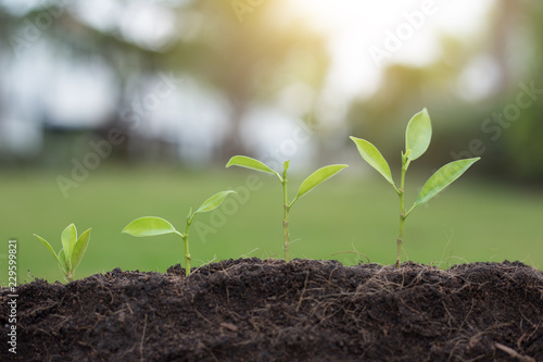 Seed and planting.Growth of business,business concept.