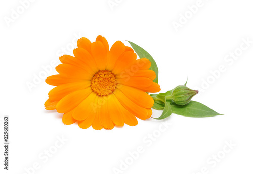 Flower of calendula