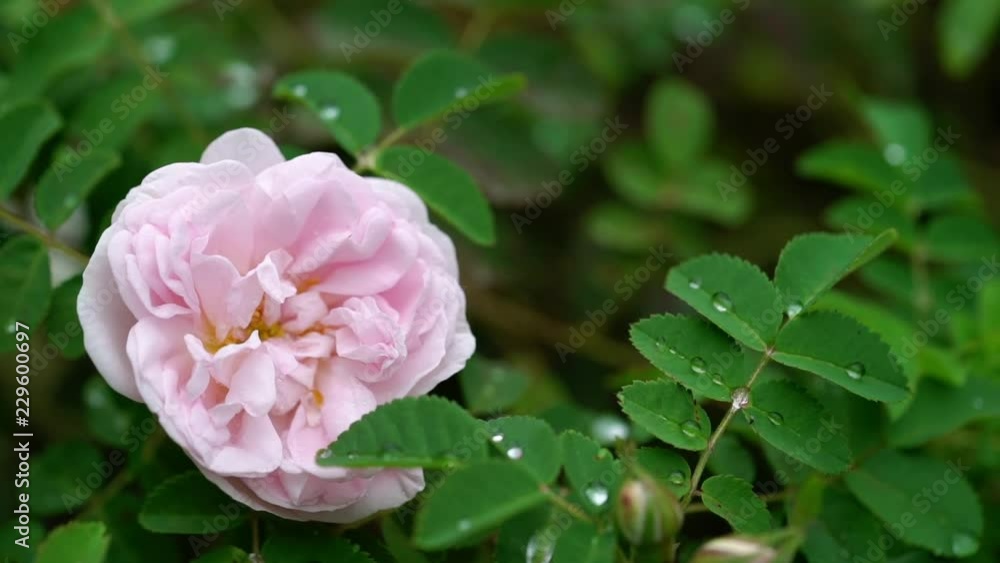 A beautiful pink peony rose flower in private garden after rain A beautiful pink peony rose flower in private garden after rain