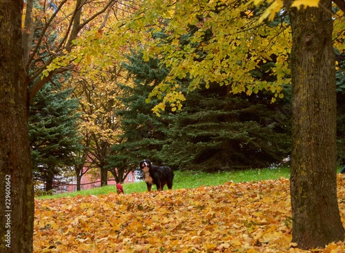 dog walking in park in autumn