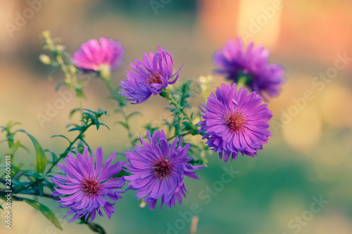 Autumn garden.  Perennial garden asters of violet color.