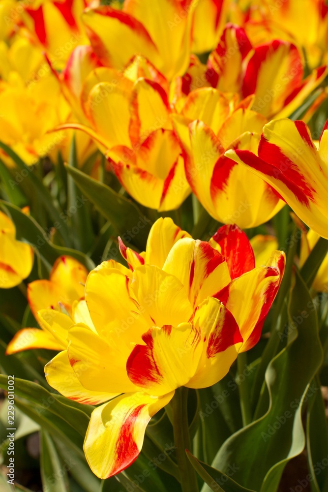 Olympic Flame Tulips Olympic Flame Tulips