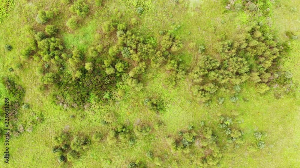 Top down view. Green trees on meadow field. Nature background Top down view. Green trees on meadow field. Nature background