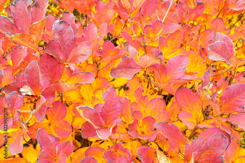 Beautiful   colorful  autumn.  Rhododendron schlippenbachii  the royal azalea  deciduous shrub.