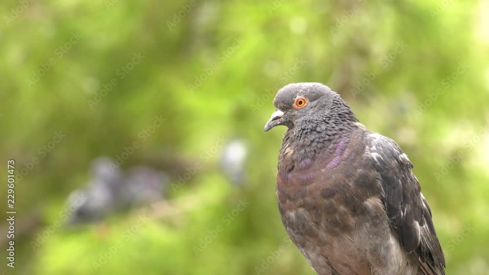 Animal Bird Pigeons Doves in Green Nature Animal Bird Pigeons Doves in Green Nature