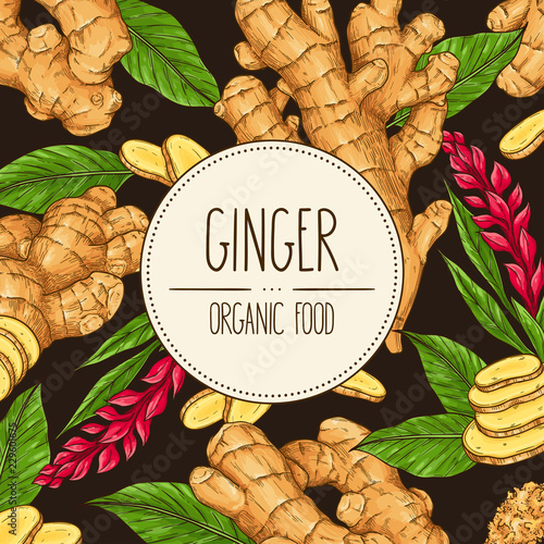 Vector hand-drawn banner with ginger root, slices pieces, powder, leaves and flower isolated on dark brown background. Vector healthy illustration for shop, market, book, emblem, menu, label.