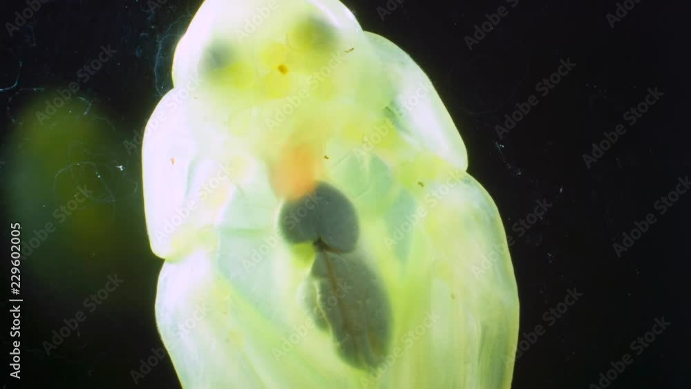 A Glass Frog (Hyalinobatrachium sp.) These small frogs are transparent