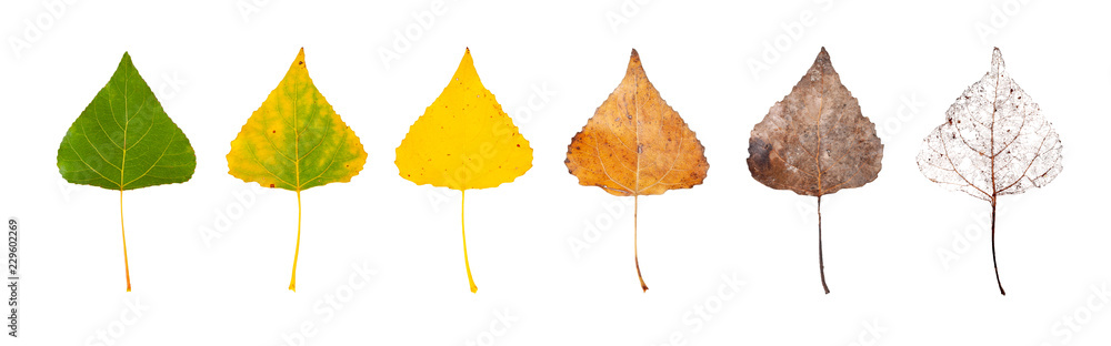 Row of leaves from green to rotten isolated on a white background. The concept of the biological life cycle and change of seasons. - obrazy, fototapety, plakaty 