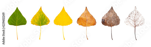 Row of leaves from green to rotten isolated on a white background. The concept of the biological life cycle and change of seasons.