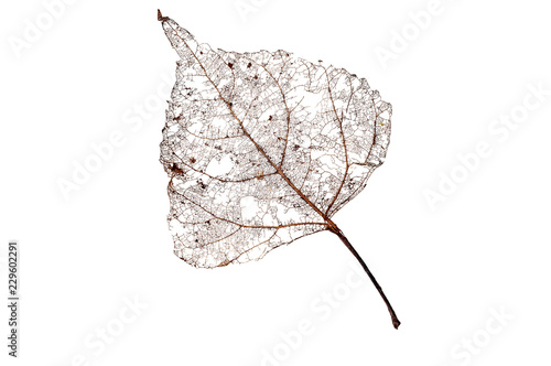 Rotten leaf skeleton isolated on a white background