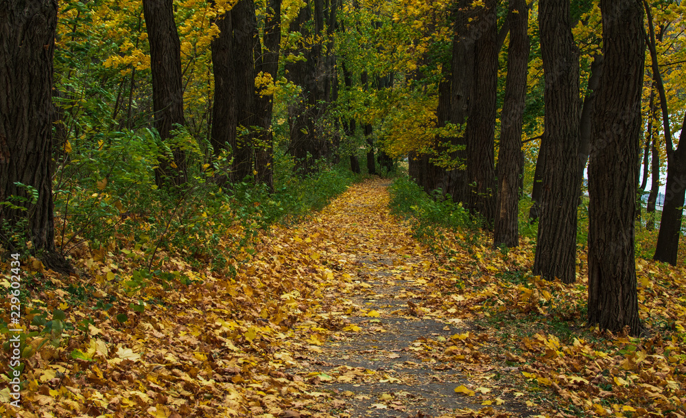 Obraz premium The alley in a park with colorful trees, windy day. autumn landscape, natural background