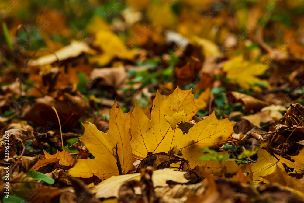 Closeup of yellow autumn leaves covers the ground in autumn day. low point. selective focus. Closeup of yellow autumn leaves covers the ground in autumn day. low point. selective focus.