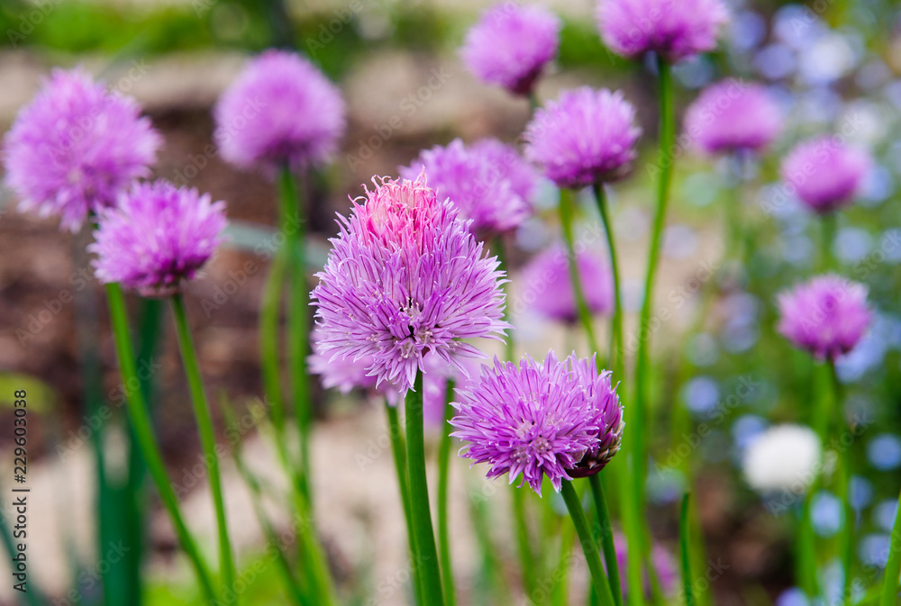 A pink flower of chives, Allium schoenoprasum A pink flower of chives, Allium schoenoprasum