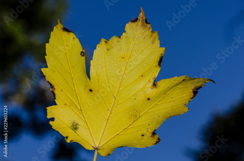 Foglia gialla autunnale in primo piano photo