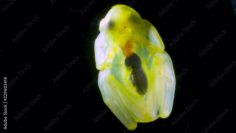 A Glass Frog (Hyalinobatrachium sp.) These small frogs are transparent