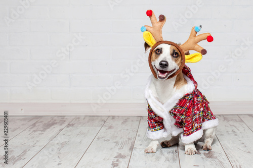 Dog in a christmas costume