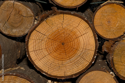 Grande tronco di legname tagliato visto in primo piano