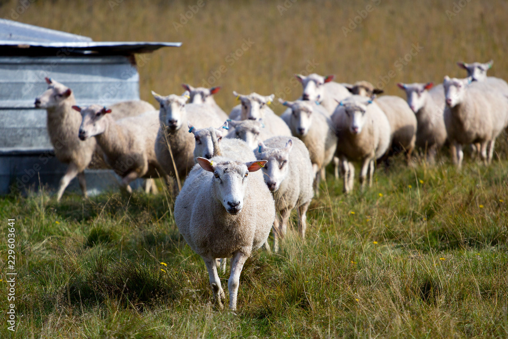 Obraz premium Herd of sheep walking toward camera