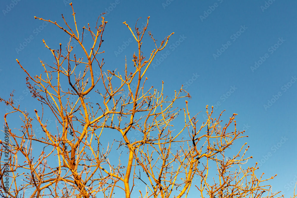 Tree branches in spring, without leaves, against the sky Tree branches in spring, without leaves, against the sky