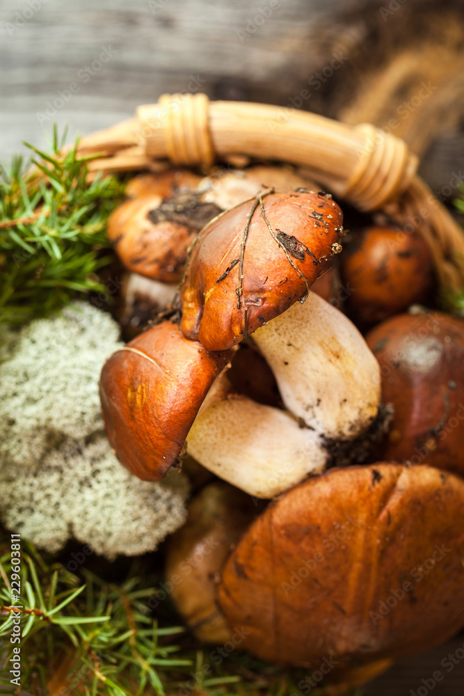 Forest picking mushrooms in a basket. Fresh raw mushrooms on wooden table Forest picking mushrooms in a basket. Fresh raw mushrooms on wooden table
