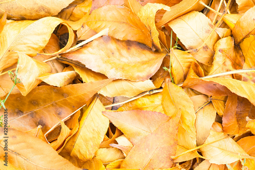 heap of autumn leaves on the grass close-up heap of autumn leaves on the grass close-up