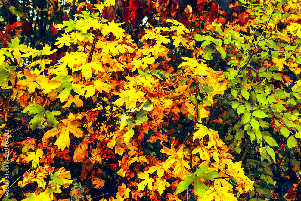 Autumn painting, Autumn maple leaves, different colors
