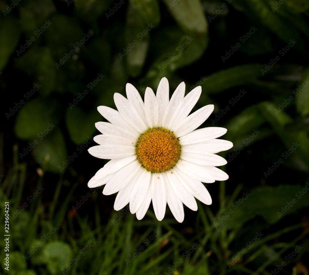 daisy in the grass daisy in the grass