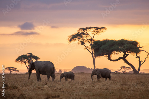 Family of elephants walking through Africa plains in early morning light