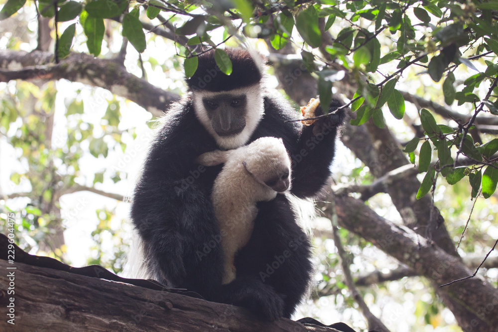 Obraz premium Close up black and white colobus monkey