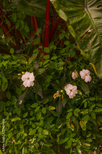 flowers in the garden