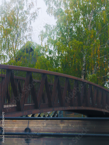 bridge in the forest