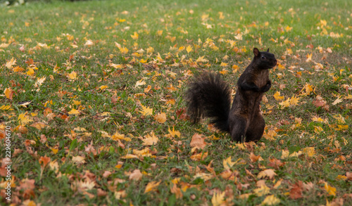 squirrel on grass