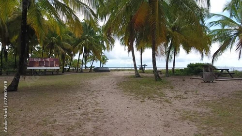 Low altitude drone flight between coconut trees in Awala Yalimapo Guiana photo