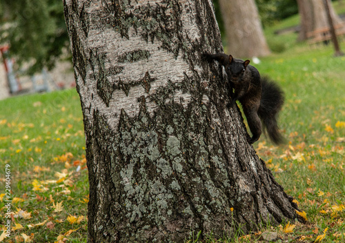 squirrel on tree