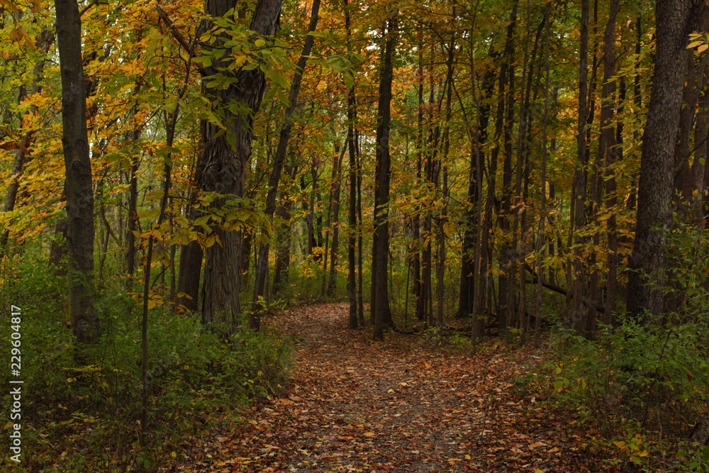 Brown and Orange Leaf Covered Trail Through Dark Green and Yellow Autumn Forest