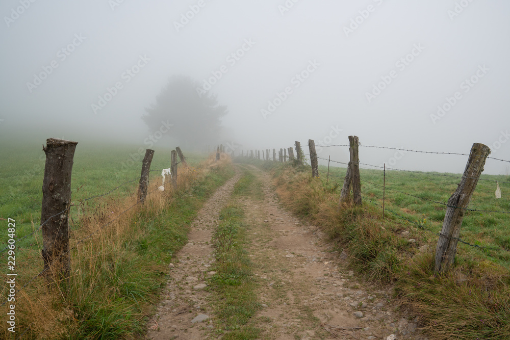 Path into the fog, Camino de Santiago trail between Tineo and Pola de Allande, Asturias, Spain
