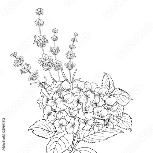 Floral garland of lavender and hydrangea isolated over white background. Spring bouquet of flowers in line sketch style. Vector illustration