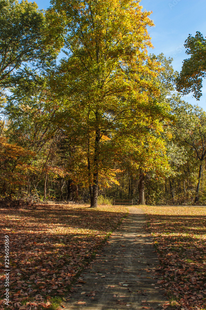 Fototapeta premium Vibrant Yellow Green Autumn Tree Under Blue Sky Along a Straight Gravel Nature Trail