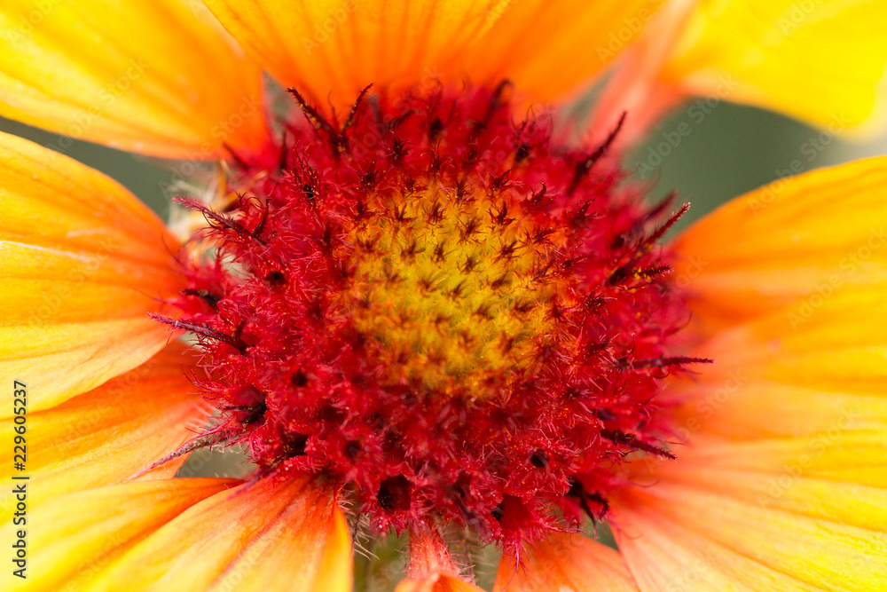 red middle and yellow flower petals red middle and yellow flower petals