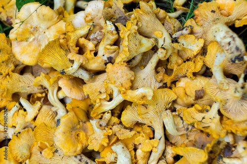 Cantharellus cibarius is a species of golden chanterelle mushroom in the genus Cantharellus