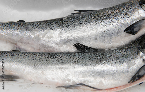  fresh raw salmon