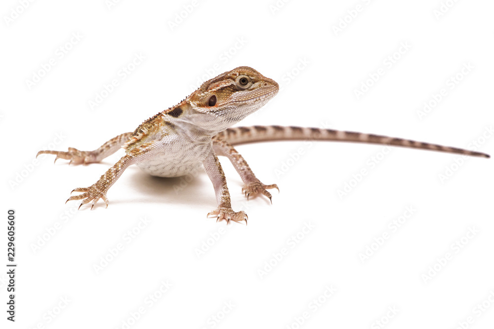 Naklejka premium Bearded dragon. Pogona vitticeps isolated on white background.
