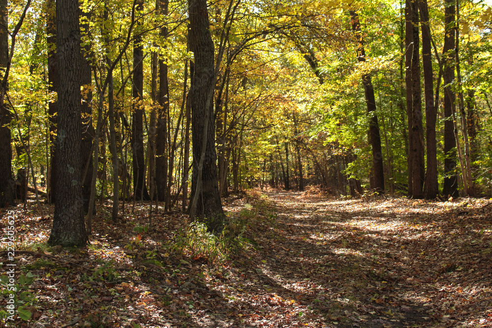 Long Diagonal Shadows Across Bright Yellow and Green Autumn Forest With a Brown Leaf Covered Trail Long Diagonal Shadows Across Bright Yellow and Green Autumn Forest With a Brown Leaf Covered Trail